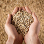 Wheat Grains